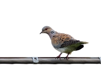 00403 Streptopelia turtur (Tortora)